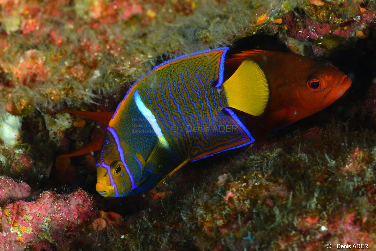 Holacanthus passer Poisson Ange royal du Pacifique Est Paranthias colonus-La Paz El Bajo-17m-20181028-Denis-ADER-DSC_0856_tn.jpg